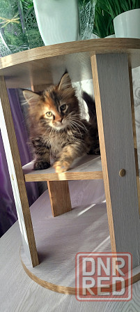 Кошечка Мейн кун. Макеевка - изображение 5