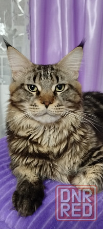 Кошечка Мейн кун. Макеевка - изображение 7