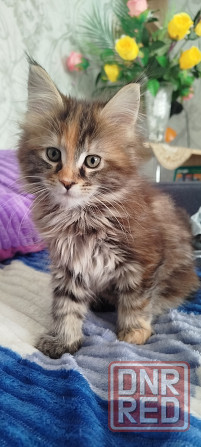 Кошечка Мейн кун. Макеевка - изображение 2