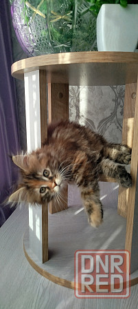 Кошечка Мейн кун. Макеевка - изображение 4