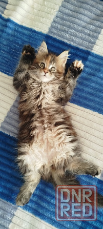 Кошечка Мейн кун. Макеевка - изображение 1