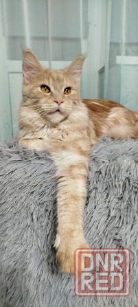 Кошечка Мейн кун. Макеевка - изображение 8