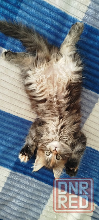 Кошечка Мейн кун. Макеевка - изображение 9