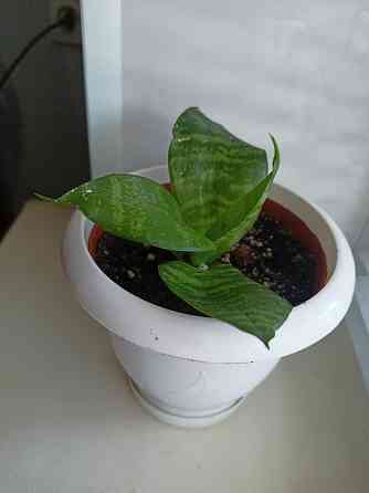 Молодая сансевьера с горшком. Донецк