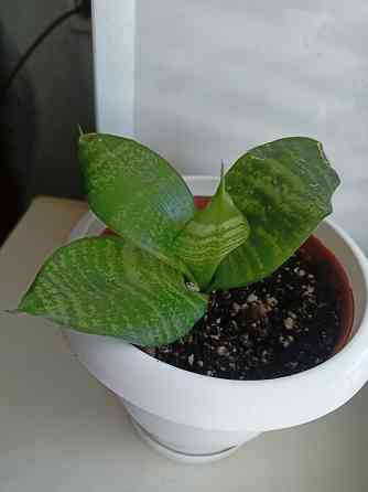 Молодая сансевьера с горшком. Донецк