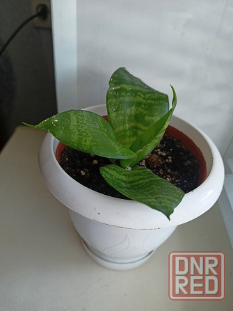 Молодая сансевьера с горшком. Донецк - изображение 2