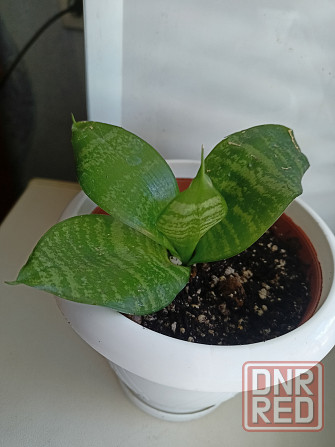 Молодая сансевьера с горшком. Донецк - изображение 1