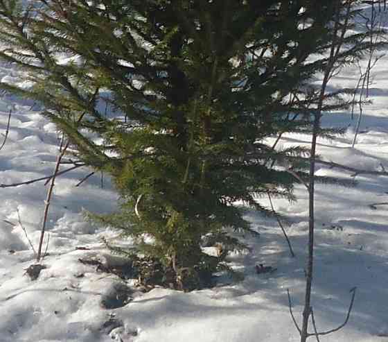 Психолог юбочка не помялась Донецк