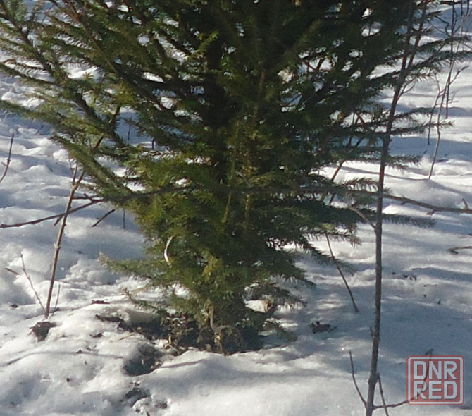 Психолог юбочка не помялась Донецк - изображение 1