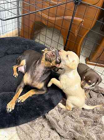 Щенки мини тойтерьера Макеевка