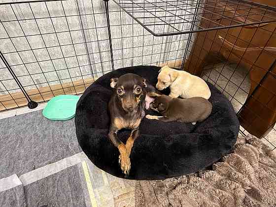 Щенки мини тойтерьера Макеевка