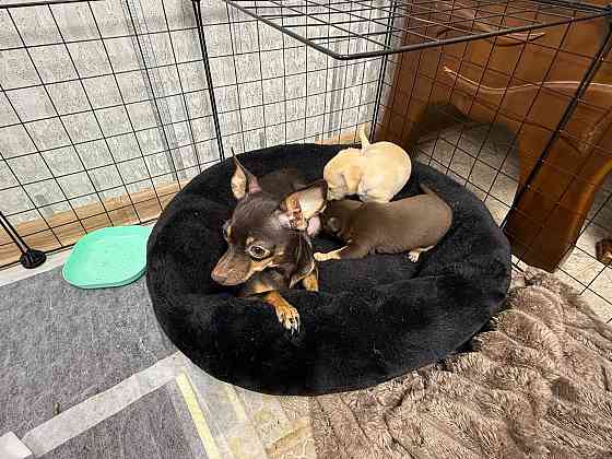 Щенки мини тойтерьера Макеевка