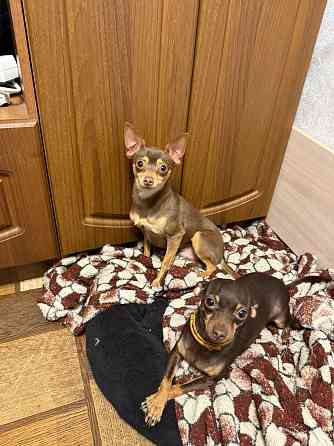 Щенки мини тойтерьера Макеевка