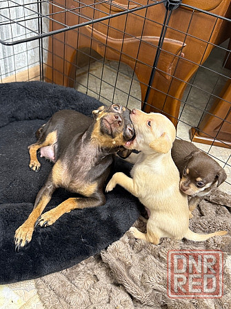 Щенки мини тойтерьера Макеевка - изображение 4