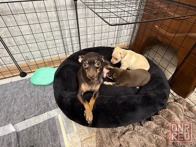 Щенки мини тойтерьера Макеевка - изображение 3