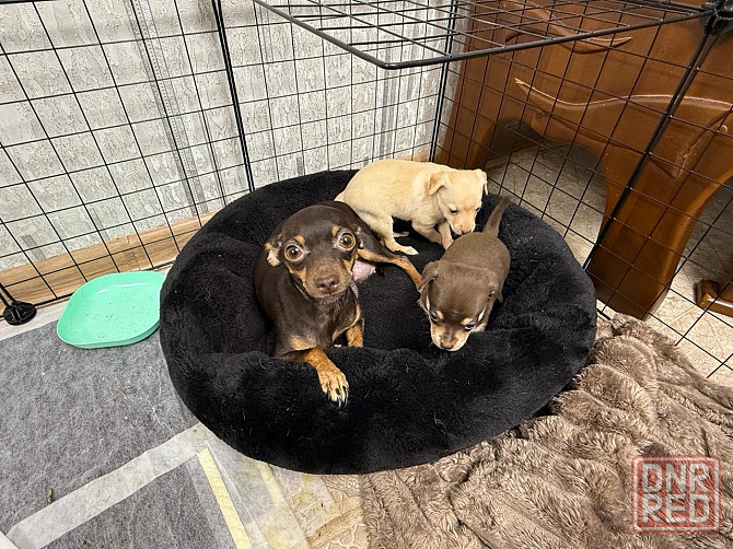 Щенки мини тойтерьера Макеевка - изображение 1