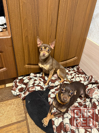 Щенки мини тойтерьера Макеевка - изображение 5