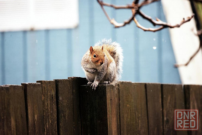 Там где разруха, Суниан правит Донецк - изображение 1