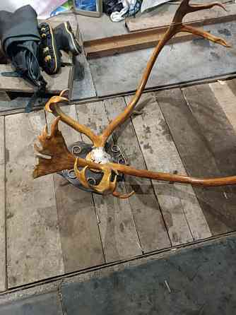 Продам рога оленя Донецк