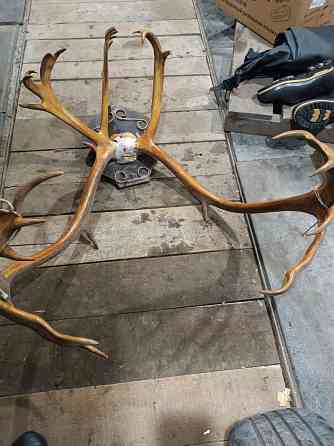 Продам рога оленя Донецк