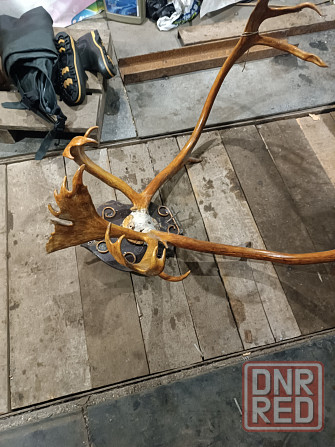 Продам рога оленя Донецк - изображение 2