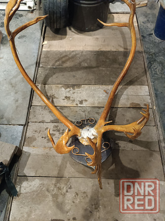 Продам рога оленя Донецк - изображение 3