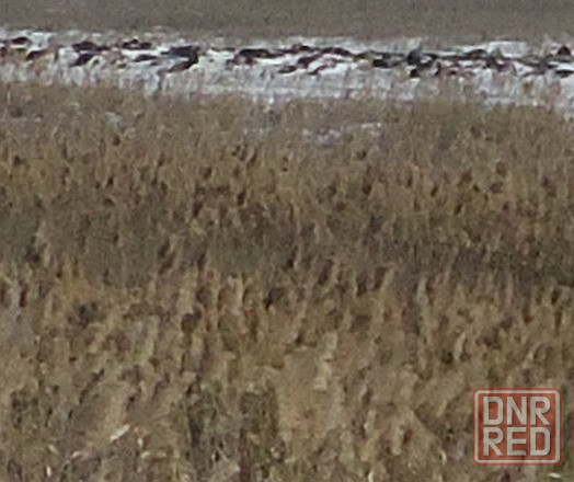 Колі 'Bird of prey' учиться тагам Донецк - изображение 1