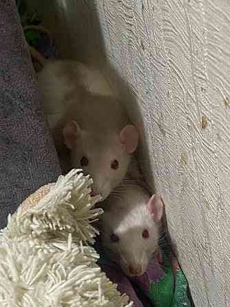 Отдается крыса в хорошие руки бесплатно Донецк