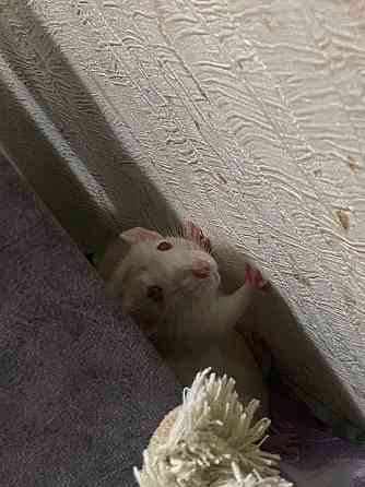 Отдается крыса в хорошие руки бесплатно Донецк
