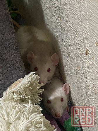 Отдается крыса в хорошие руки бесплатно Донецк - изображение 2
