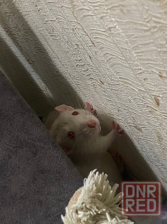 Отдается крыса в хорошие руки бесплатно Донецк - изображение 1