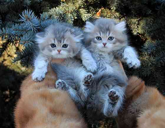 Британские длинношёрстные мальчики Макеевка