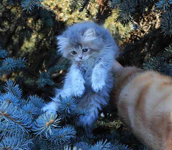 Британские длинношёрстные мальчики Макеевка