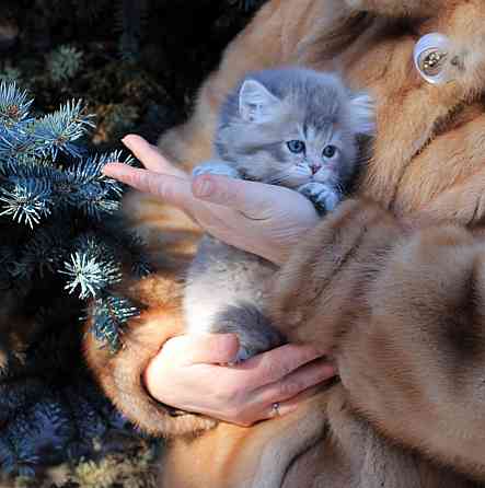 Британские длинношёрстные мальчики Макеевка