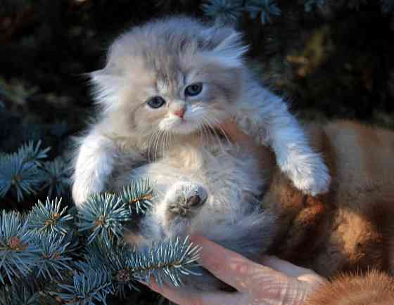 Британские длинношёрстные мальчики Макеевка