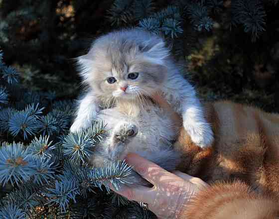 Британские длинношёрстные мальчики Макеевка