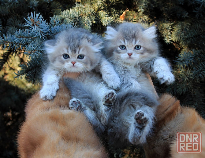 Британские длинношёрстные мальчики Макеевка - изображение 1