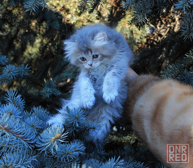 Британские длинношёрстные мальчики Макеевка - изображение 4