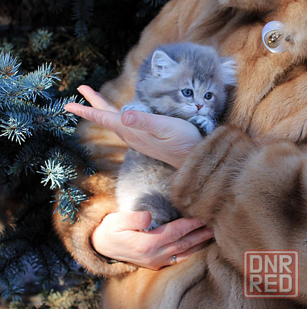 Британские длинношёрстные мальчики Макеевка - изображение 5