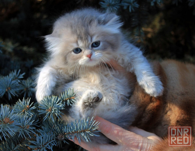 Британские длинношёрстные мальчики Макеевка - изображение 2