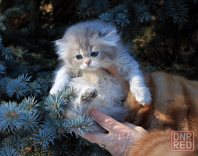 Британские длинношёрстные мальчики Макеевка - изображение 3