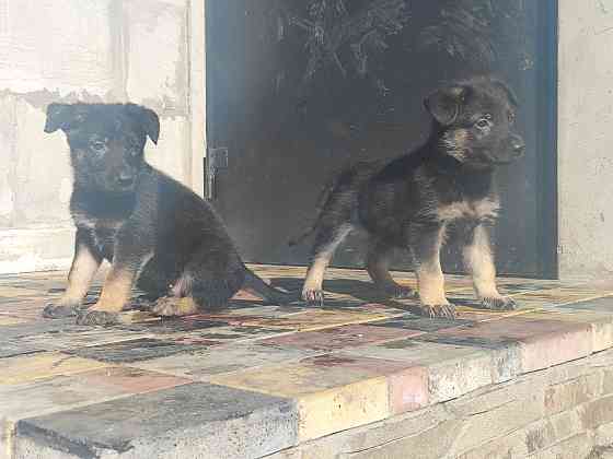 Продажа щенков Немецкой овчарки Донецк