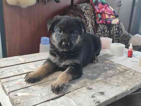 Продажа щенков Немецкой овчарки Донецк