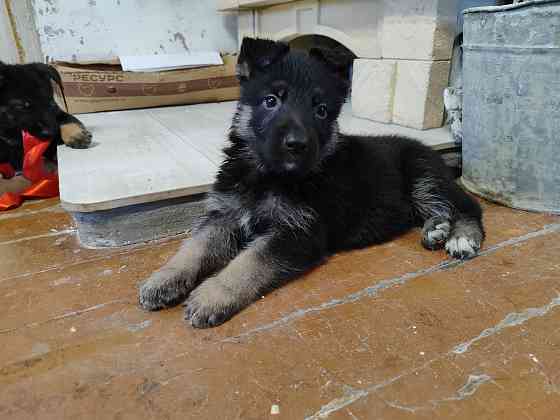 Продажа щенков Немецкой овчарки Донецк