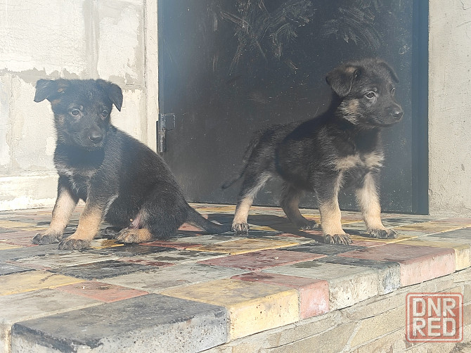 Продажа щенков Немецкой овчарки Донецк - изображение 5