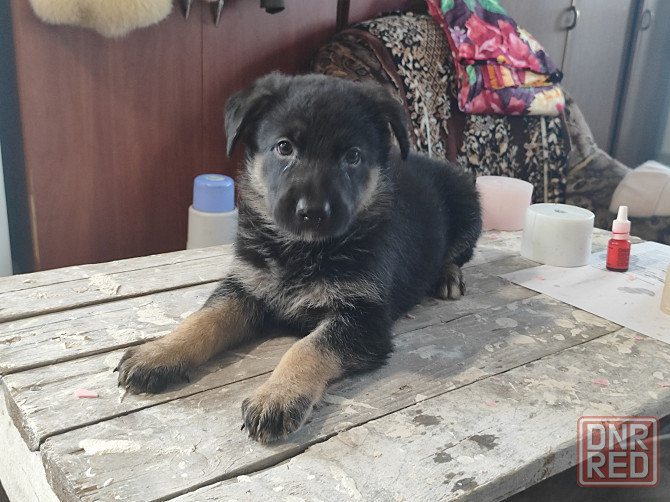 Продажа щенков Немецкой овчарки Донецк - изображение 2