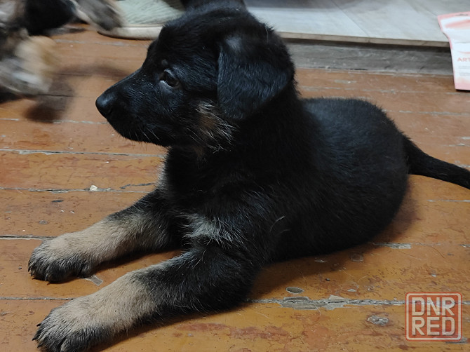 Продажа щенков Немецкой овчарки Донецк - изображение 3