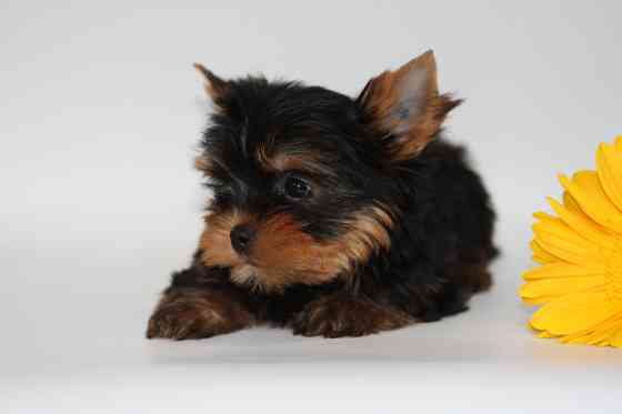 Йорки Донецк