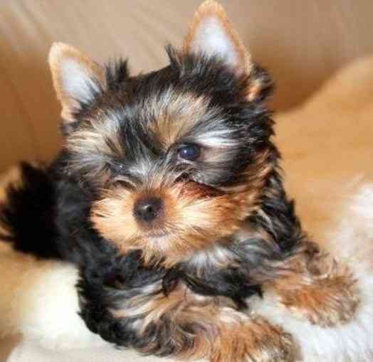 Йорки Донецк