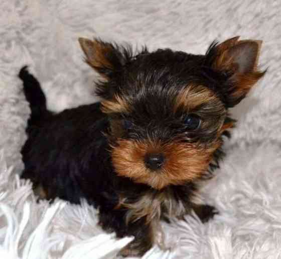 Йорки Донецк